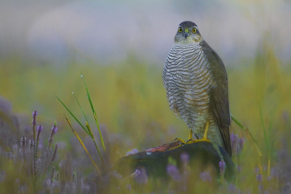 Photograph by Swayam Thakkar