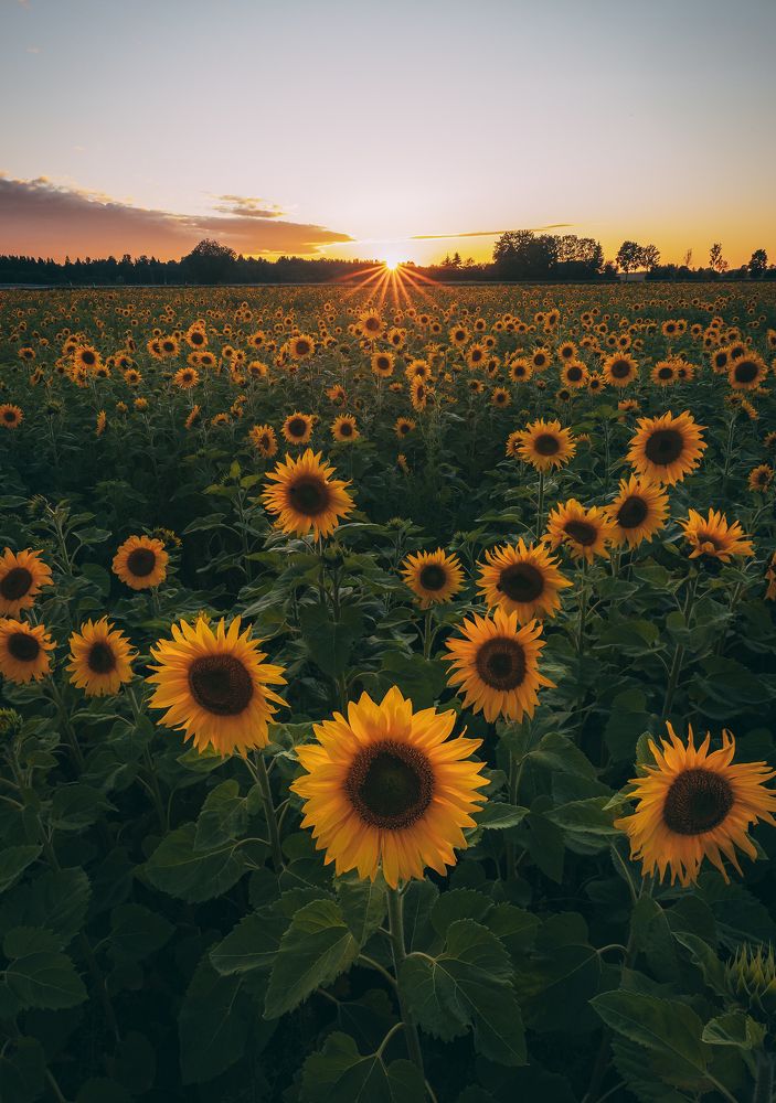 Golden Sunflowers