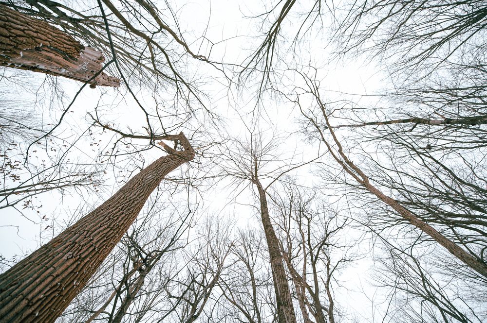 Winter in the jungle