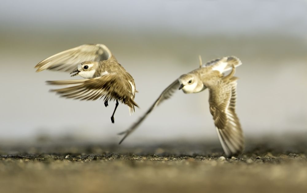 Photograph by Harsha Matarage