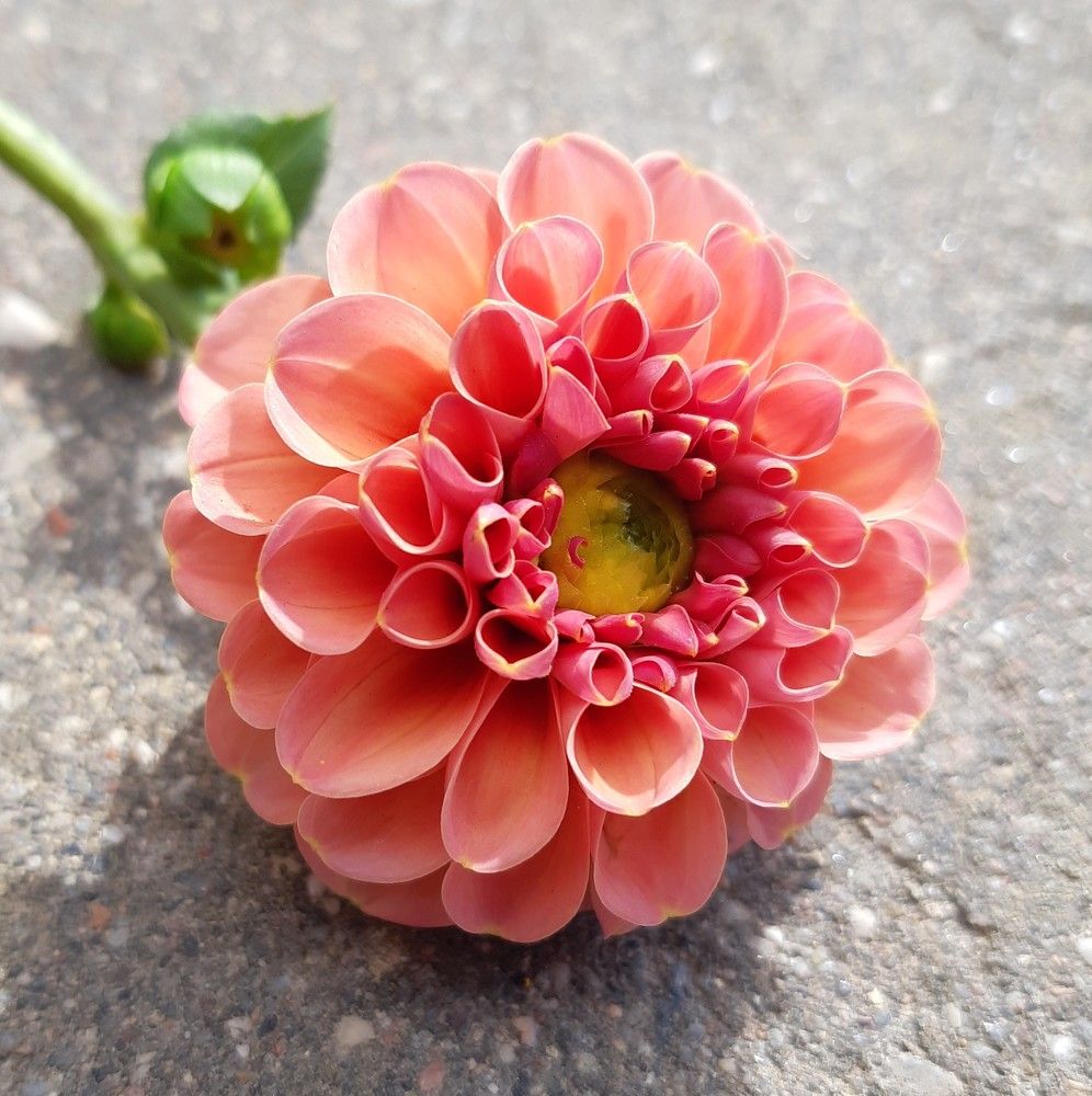 Фотография автора Ирина Лукьянчик