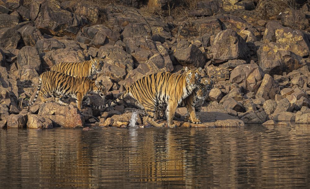 We five... A tigress and its family!