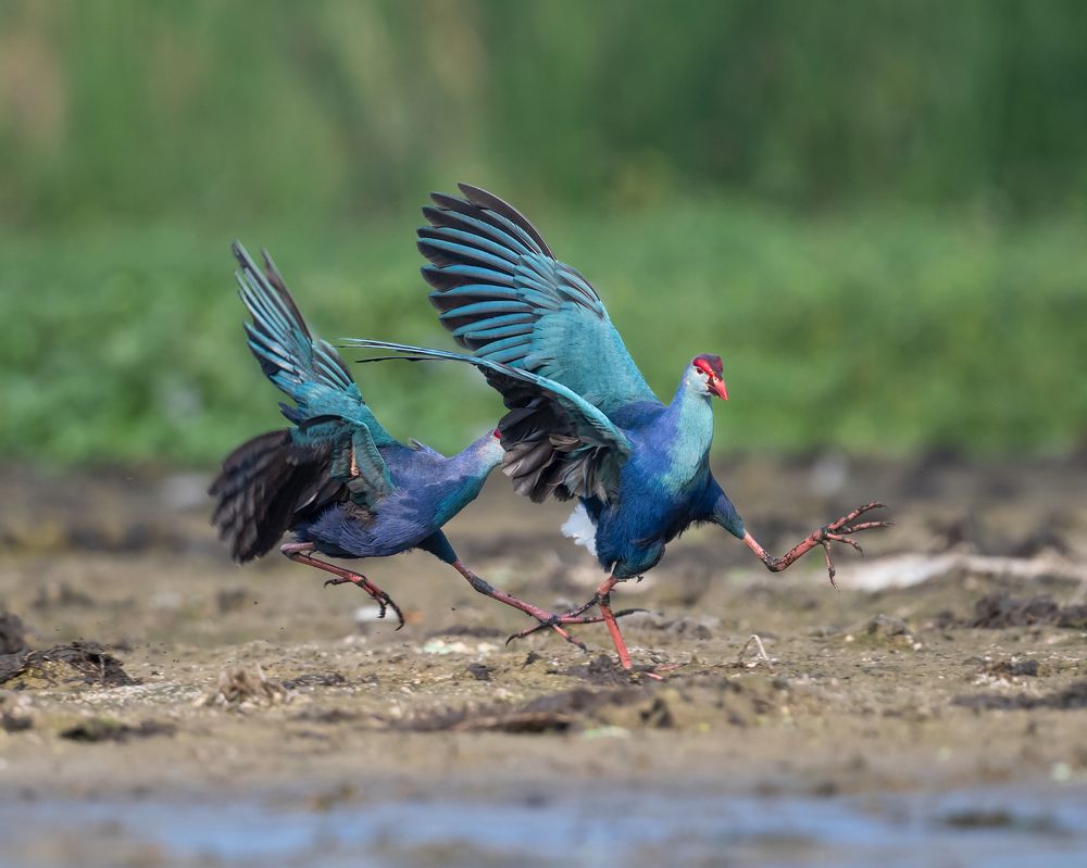 One on One (Territory fight)