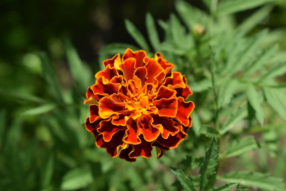 Photograph by Наталья Еременко