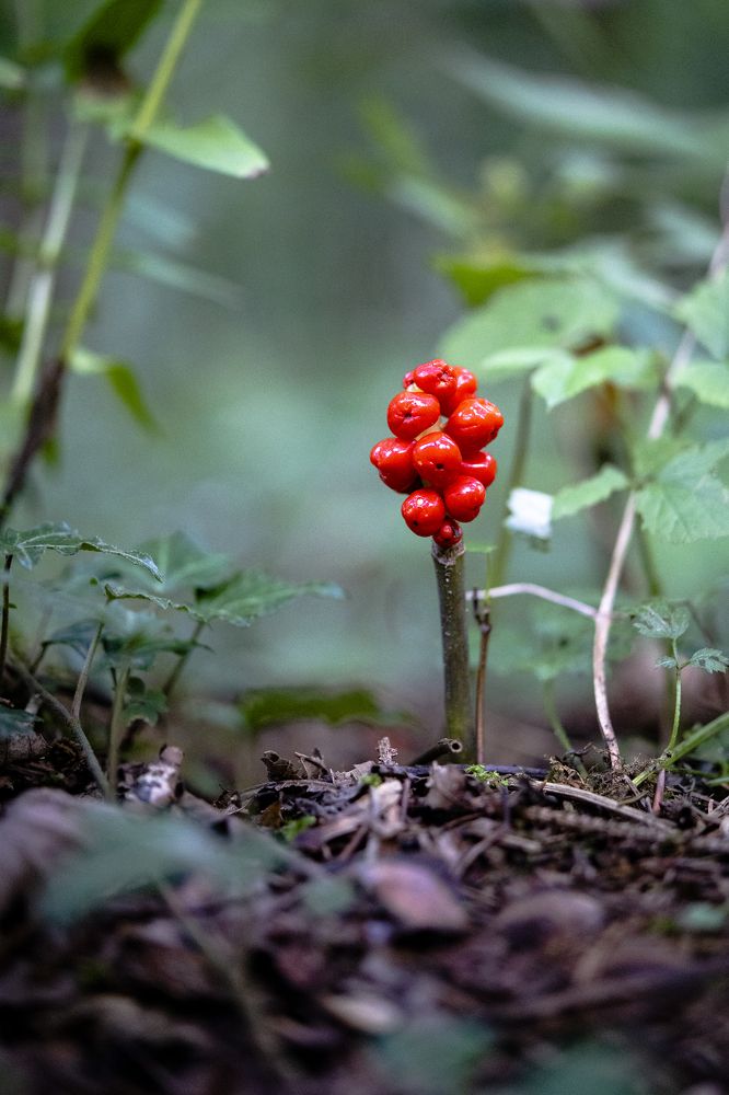 Photograph by Ksenija Planinc Kiridžiev