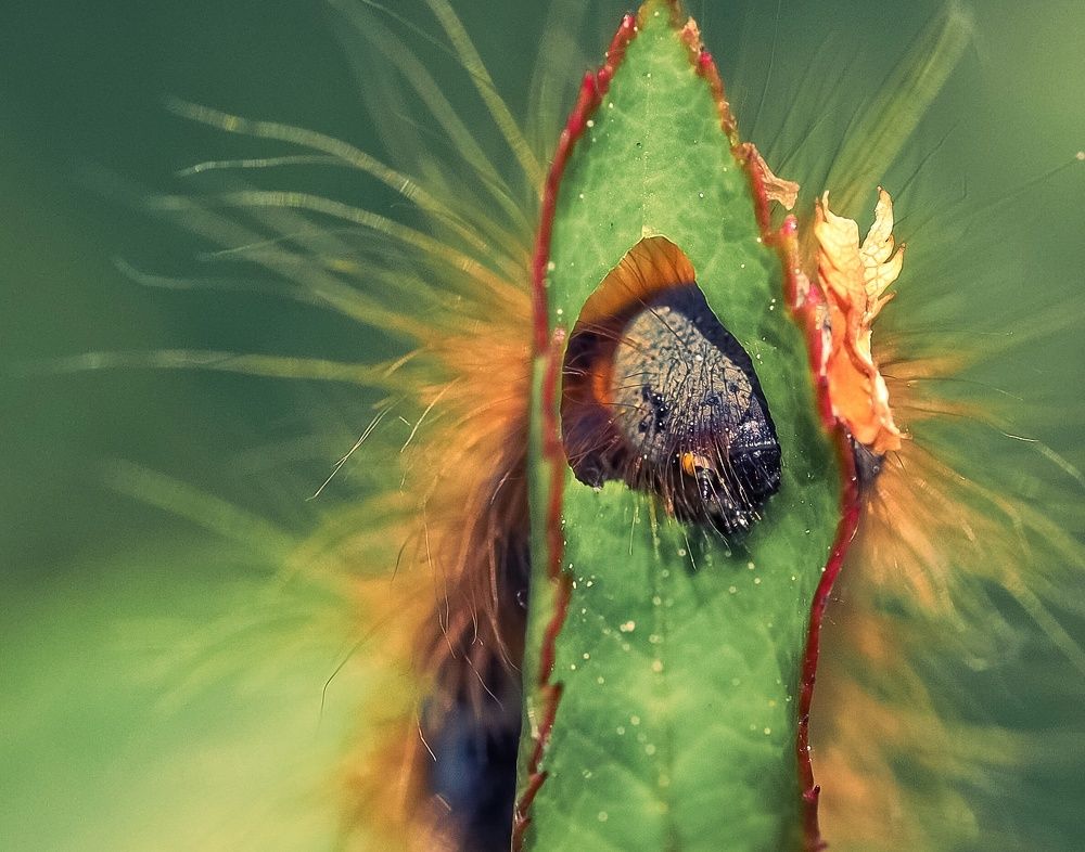 Photograph by Линк Ольга