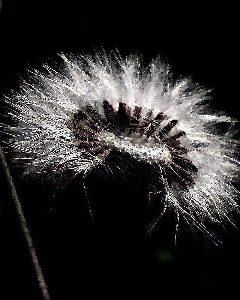 Amount for life division in maestro with black faith