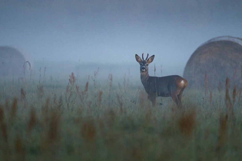 Roe Deer Buck