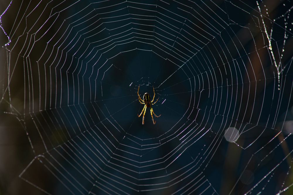 Photograph by Roslan Alias