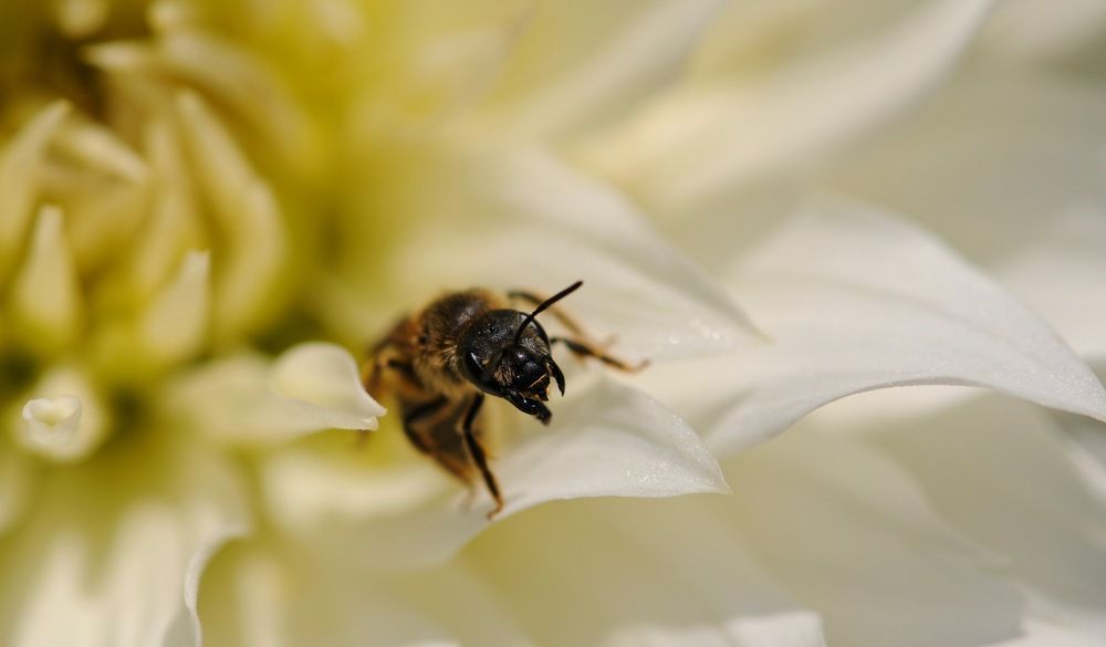 Photograph by Marie Anne Lyard Meyssonnier