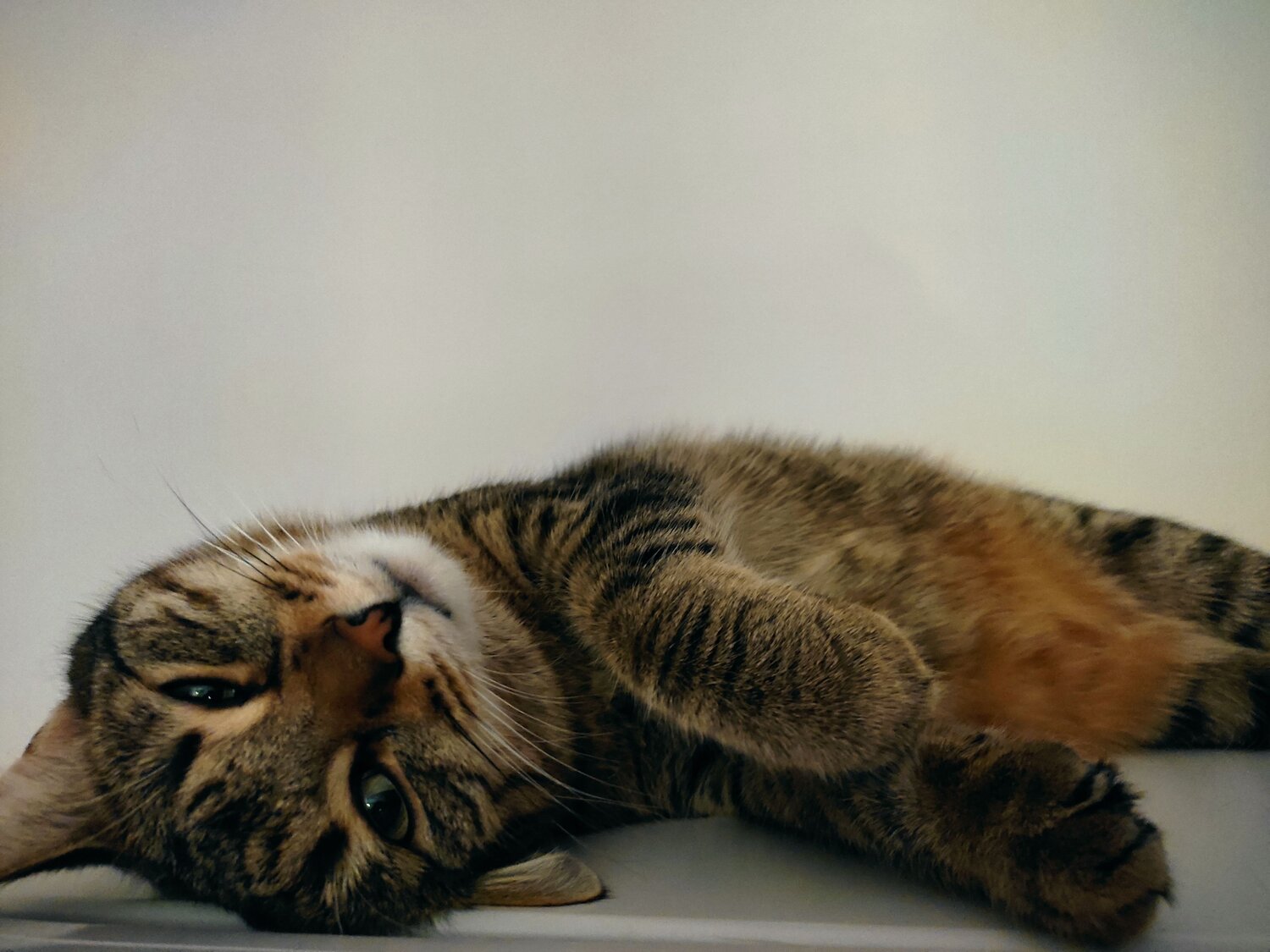 Photo #7271745
