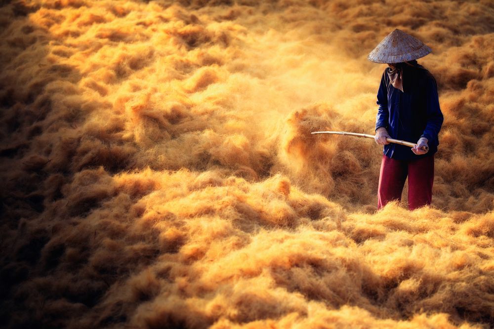 Drying coconut fiber