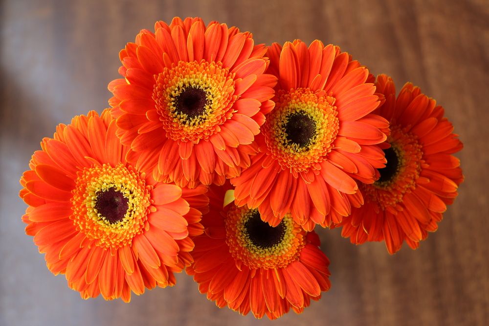 Photograph by Goldvarg Anastasiya