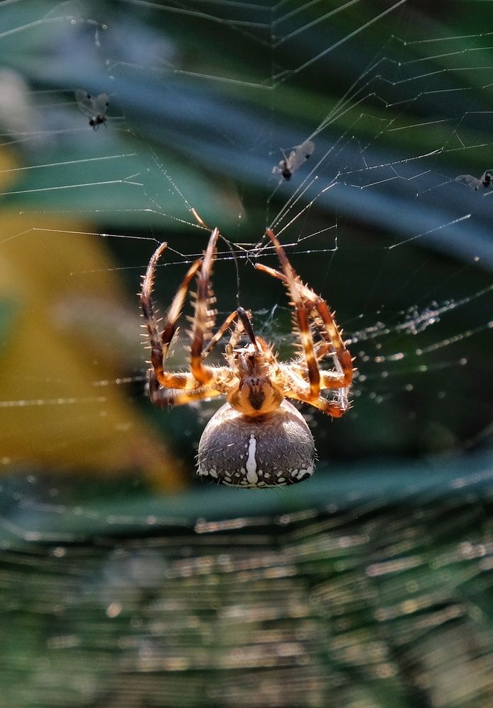 Photograph by Карен Петросян