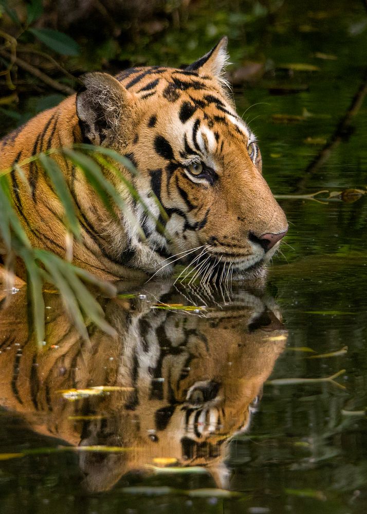 KingFisher Male Tiger