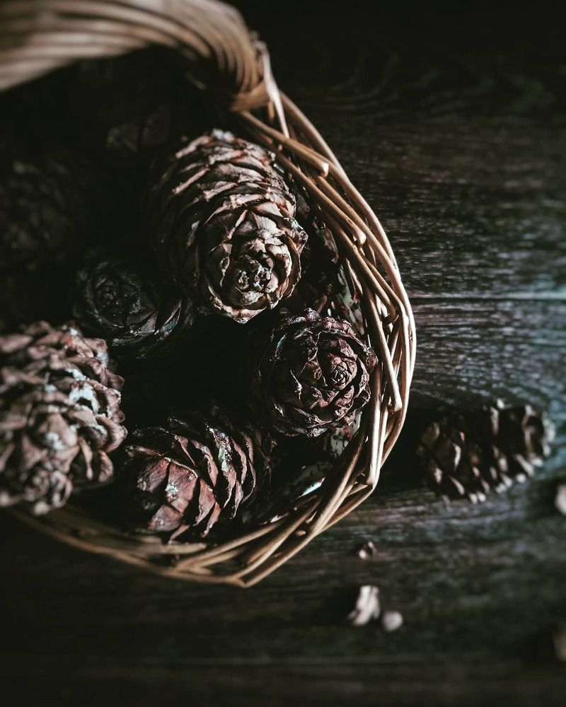 Дары севера