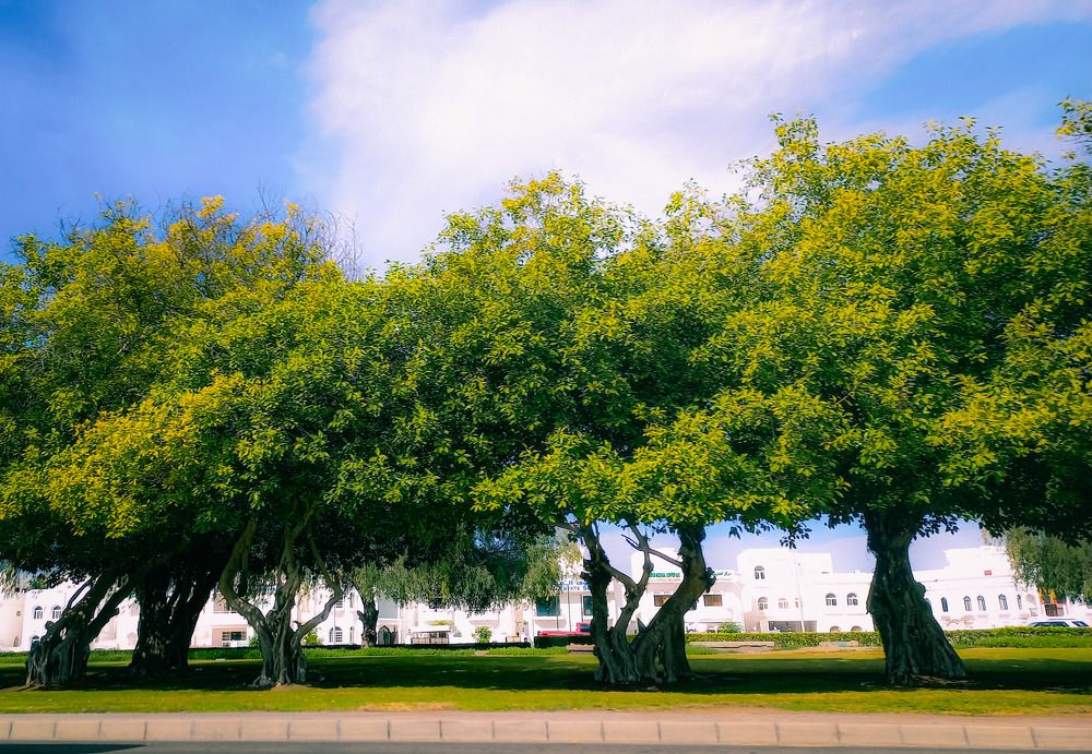 Photograph by Deekshitha Ranjit