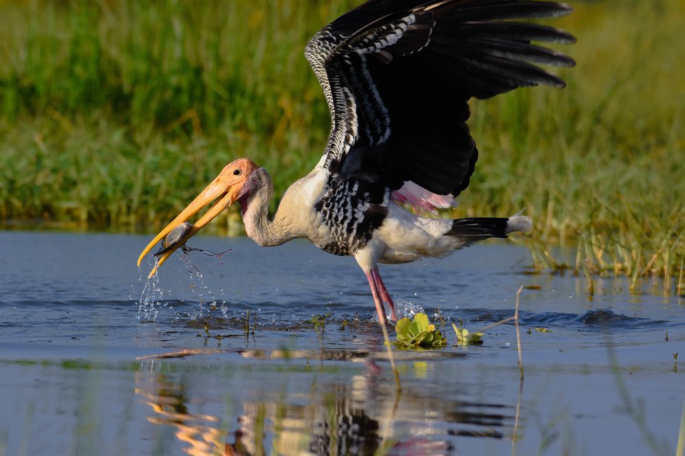 Photograph by Виктория Диксит