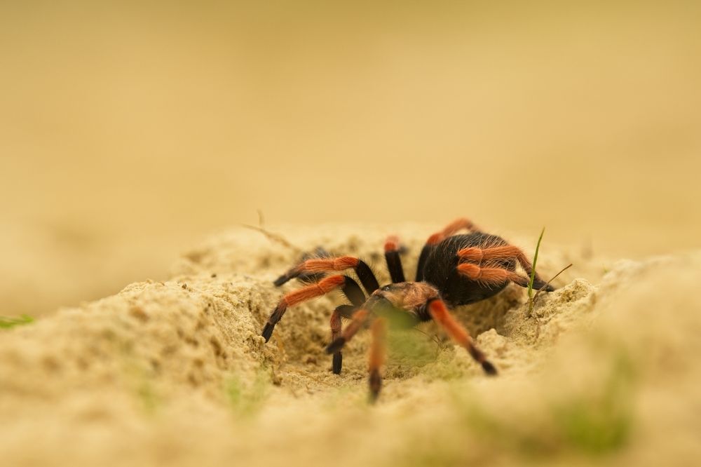 Photograph by Juraj Benčík