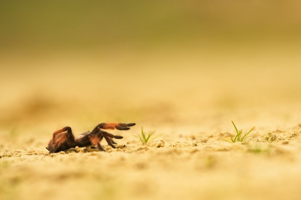 Photograph by Juraj Benčík