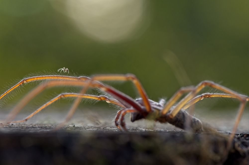 Photograph by Juraj Benčík