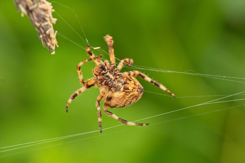 Photograph by Juraj Benčík