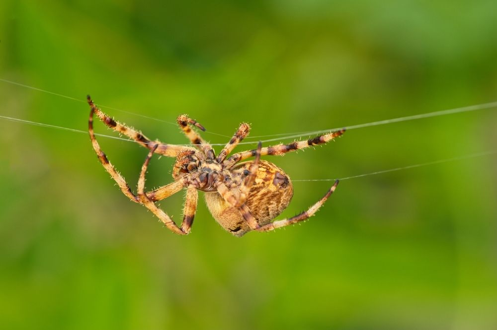 Photograph by Juraj Benčík