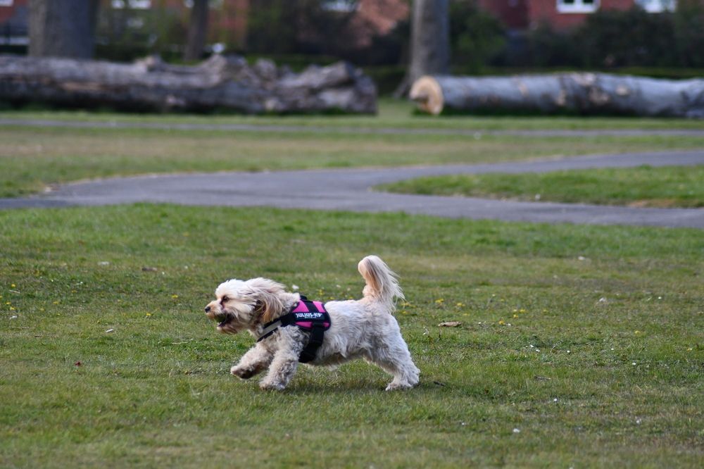 Photograph by Edward Arnold