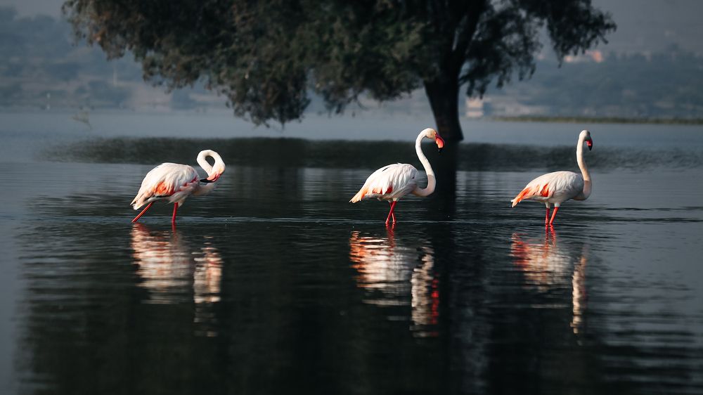 Photograph by Виктория Диксит