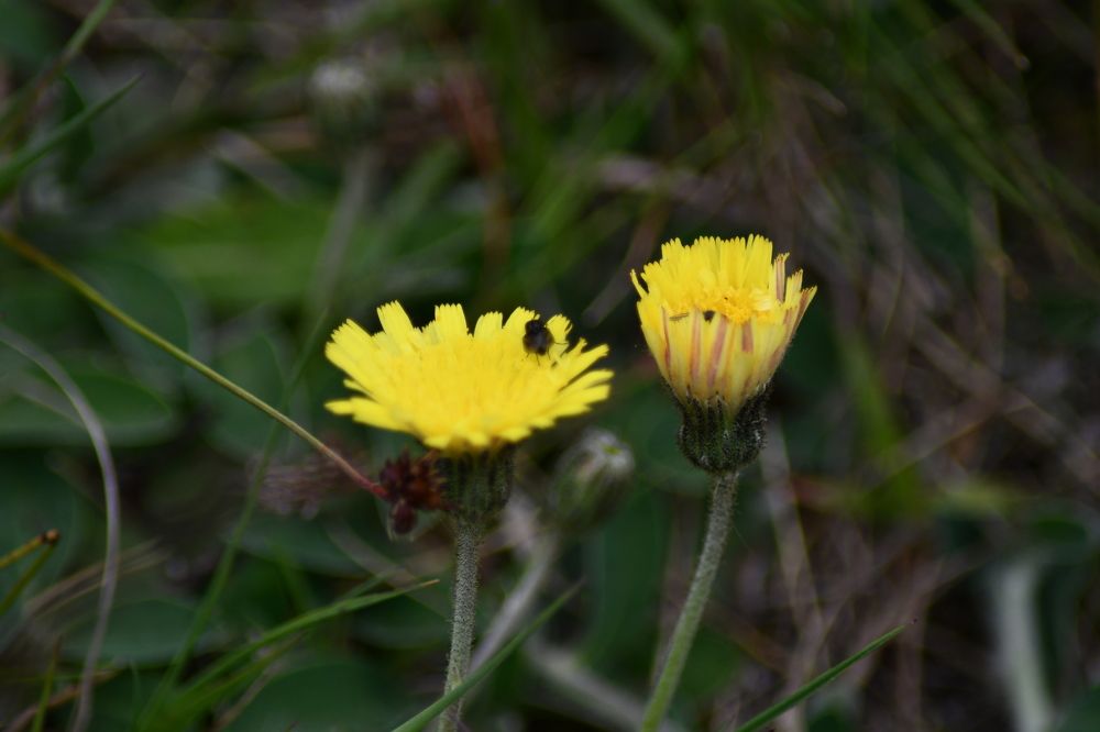 Photograph by Edward Arnold