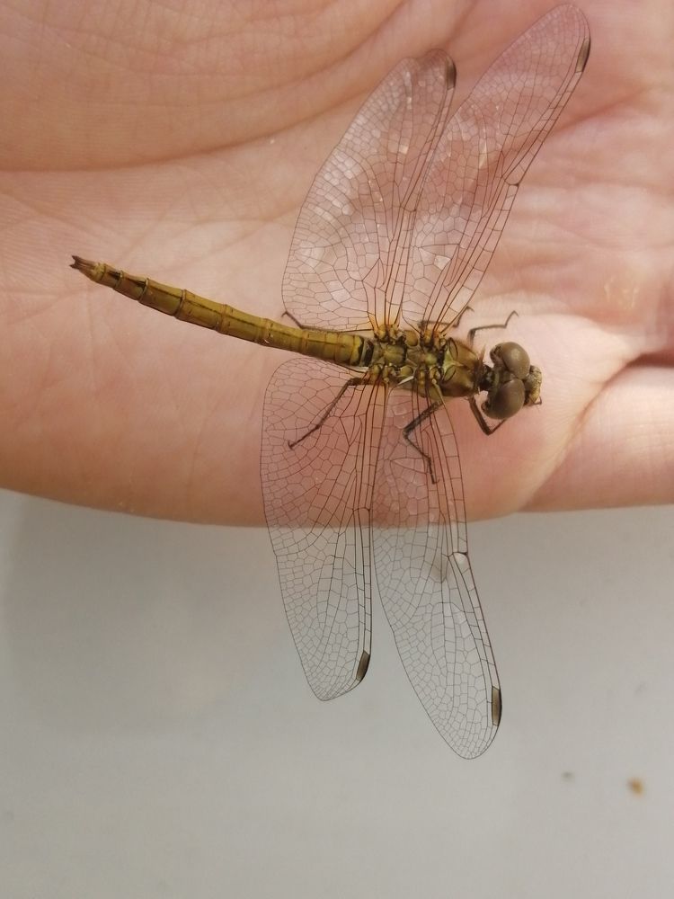 Photograph by Светлана Веселовская