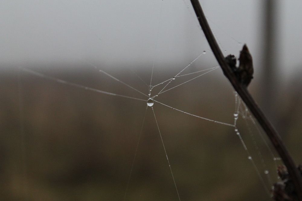 Фотография автора Татьяна Долгушева