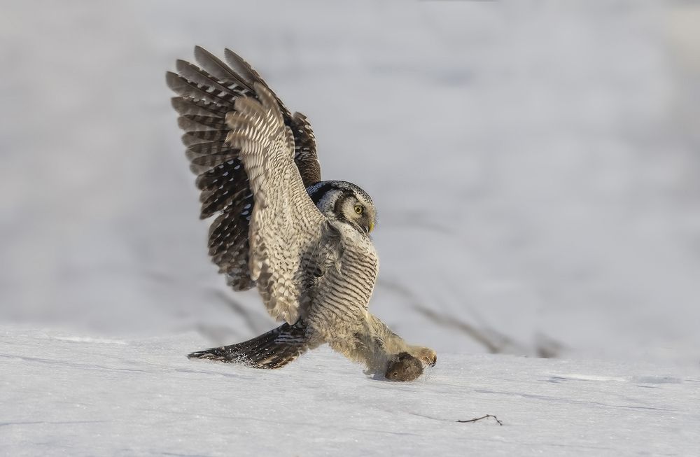 Northern hawk-owl