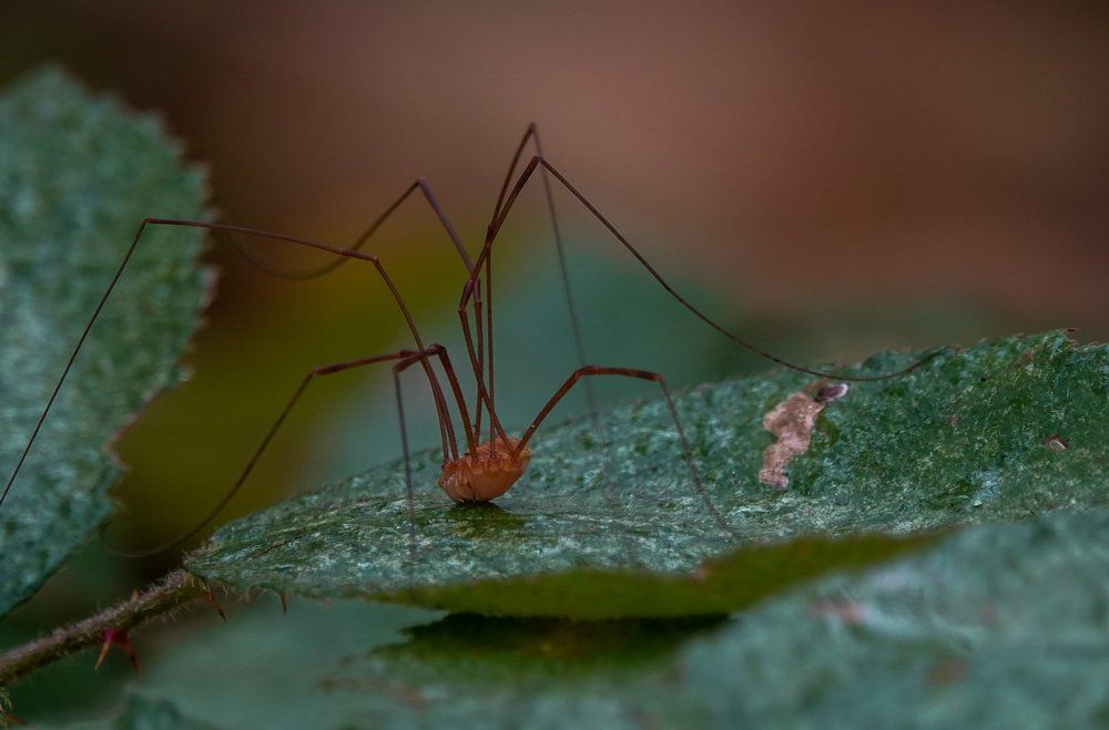 Фотография автора Юлия Воронова