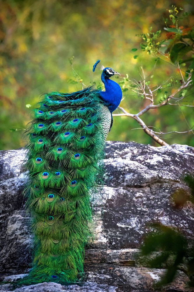 THE NATIONAL GLORY OF INDIA