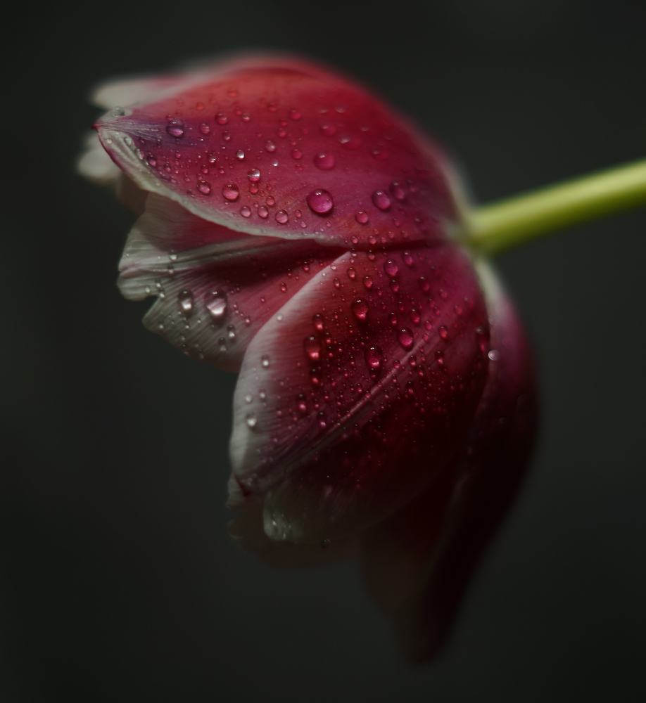 Photograph by Елена Рябцева