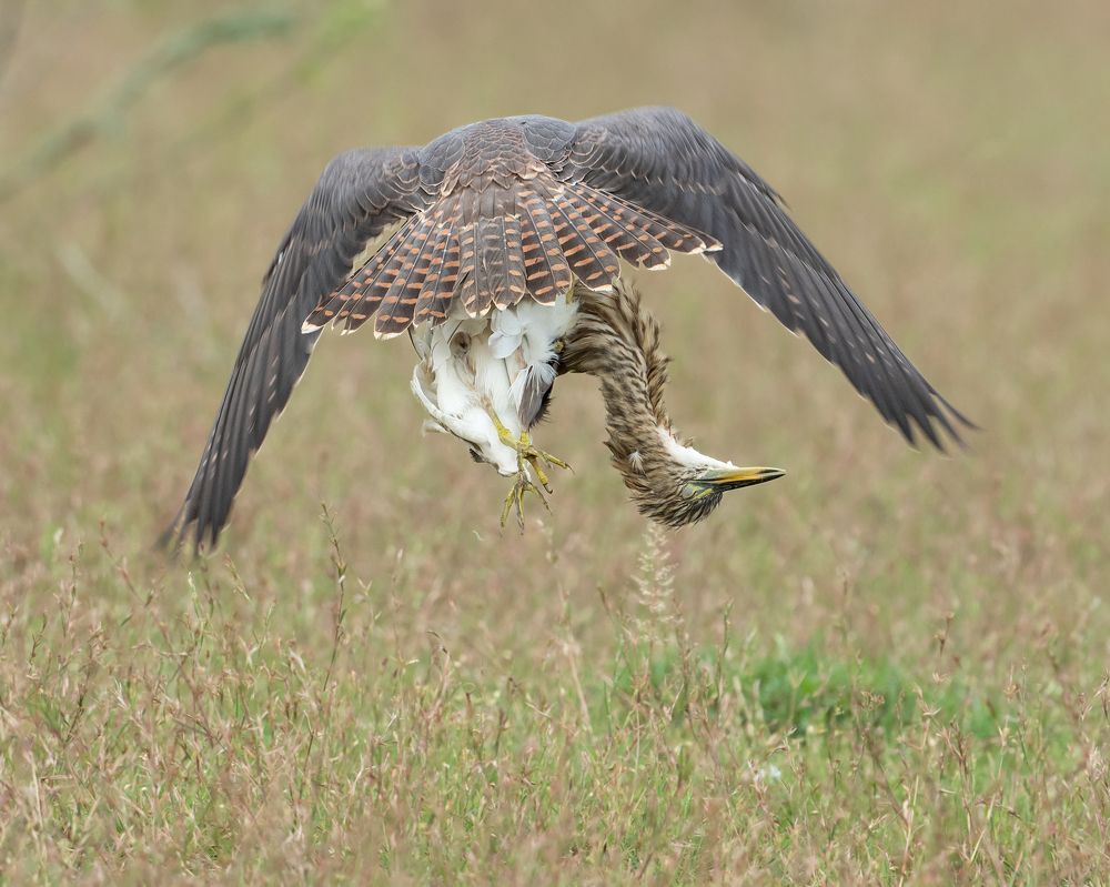 Queen of our grassland