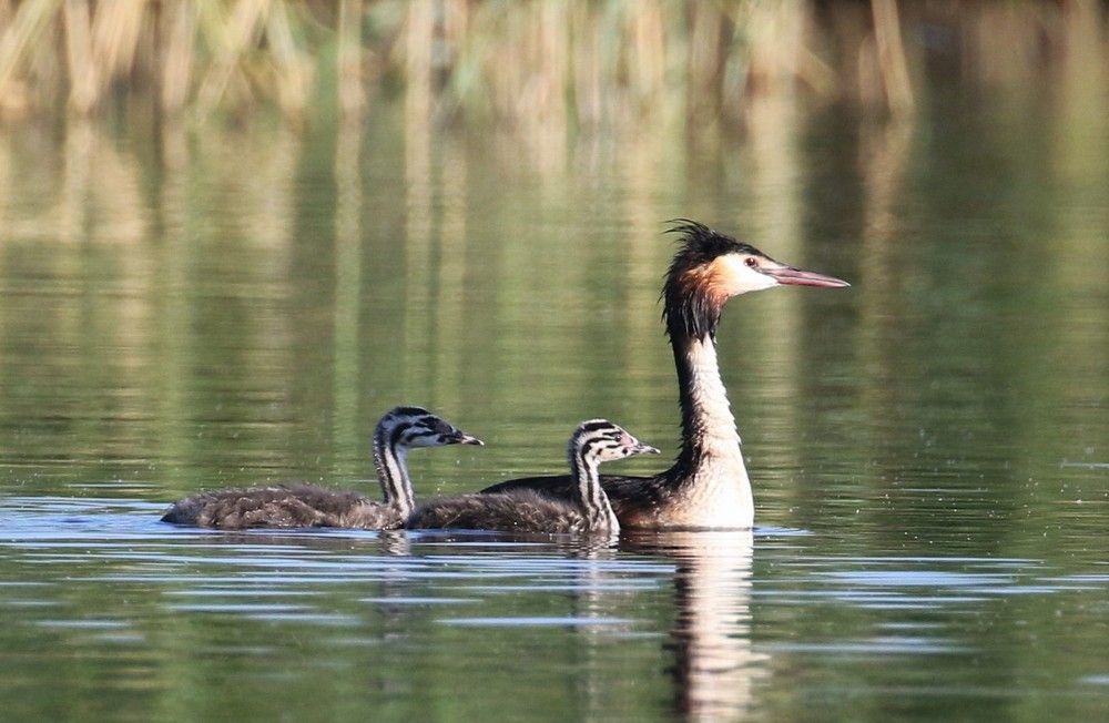 Photograph by Ирина Волкова