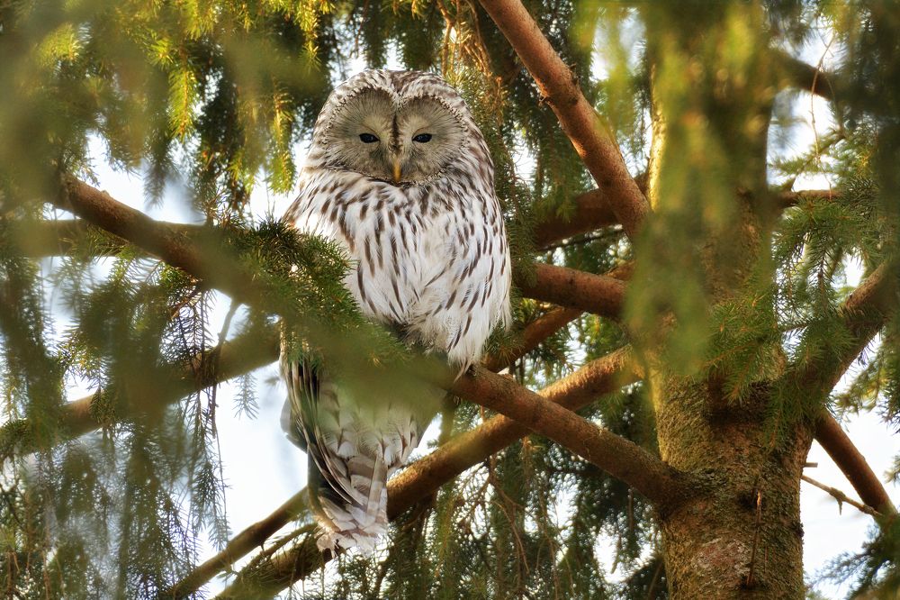 Уральская красавица