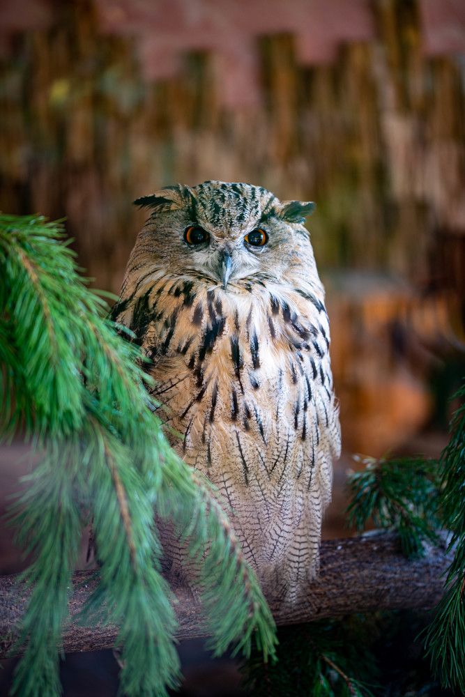 Photograph by Денис Гуляев