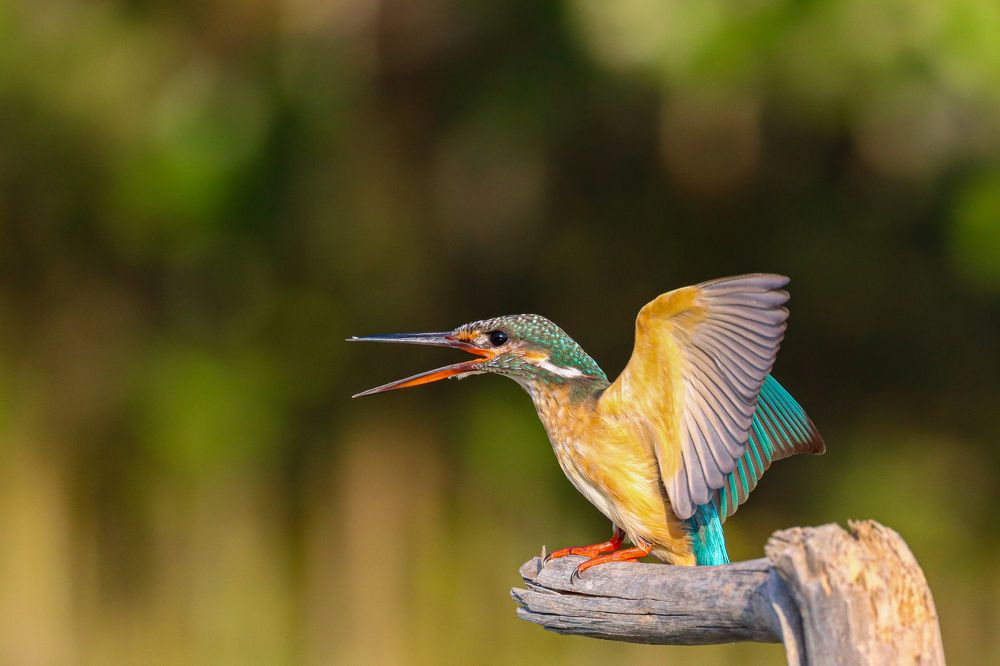 Photograph by Nijas Mohamed