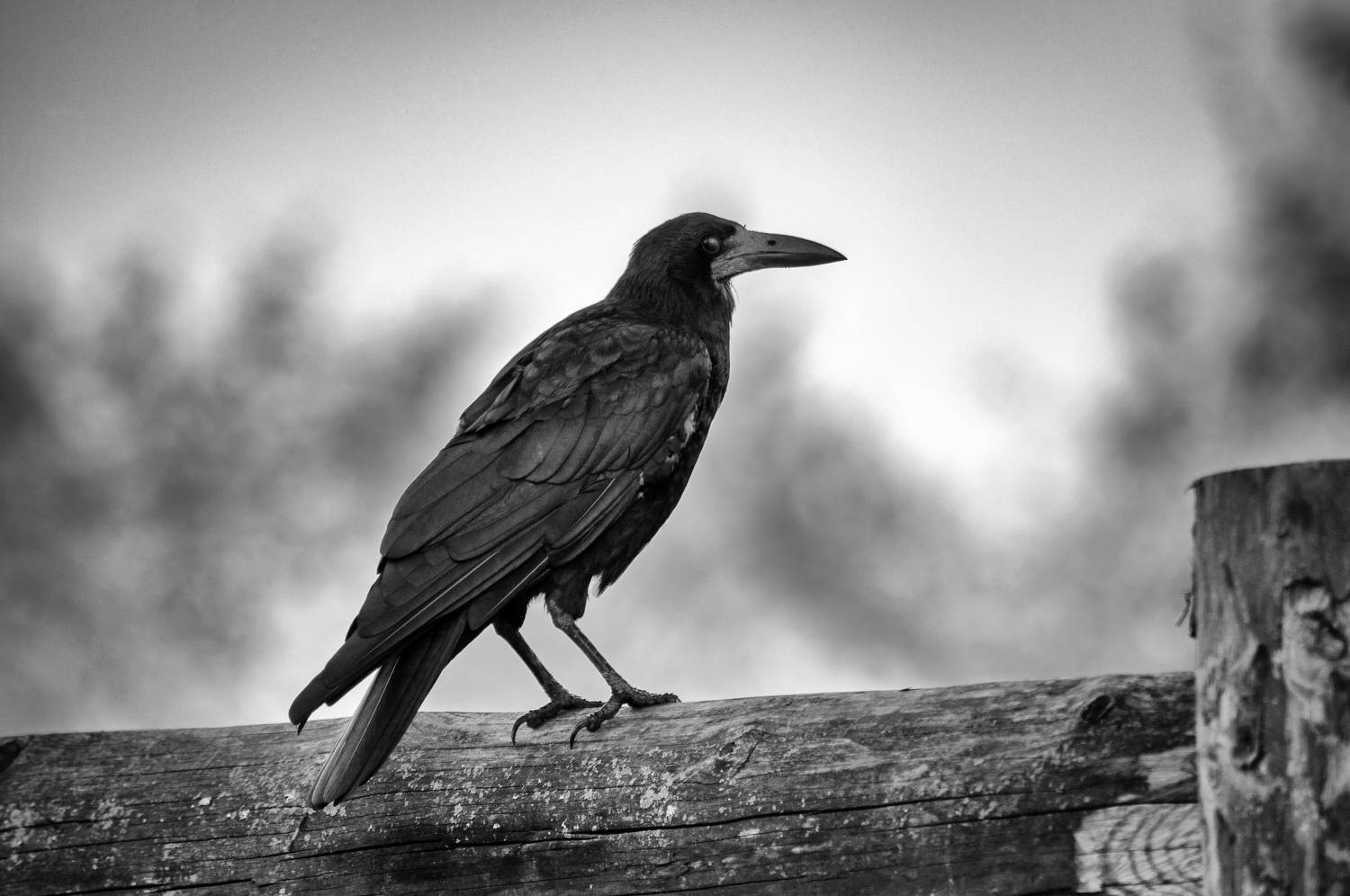 Black Raven