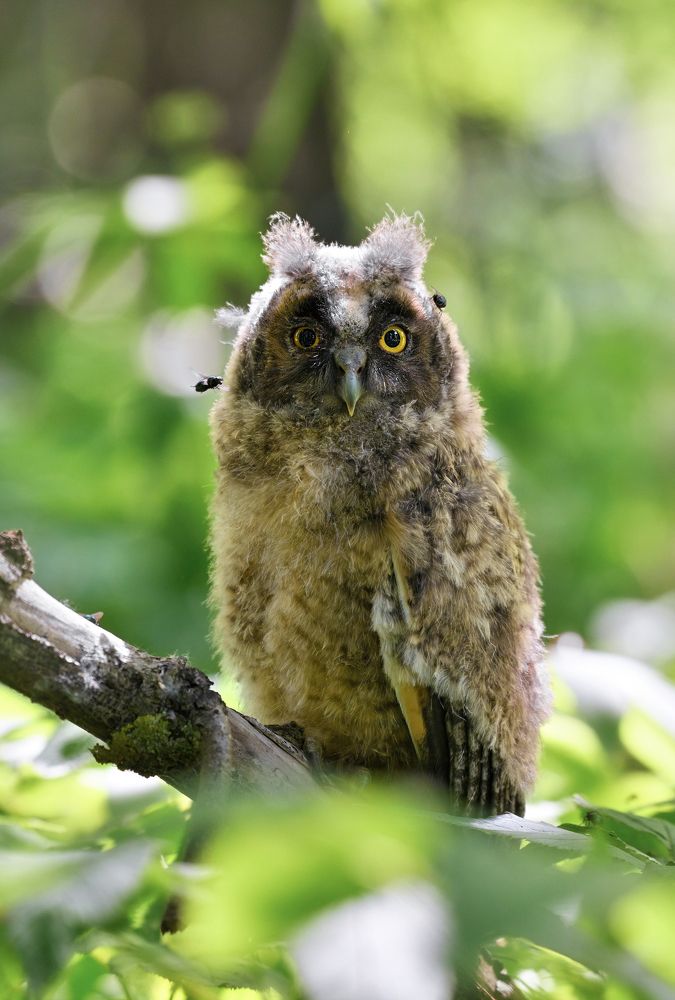 Маленькое чудо