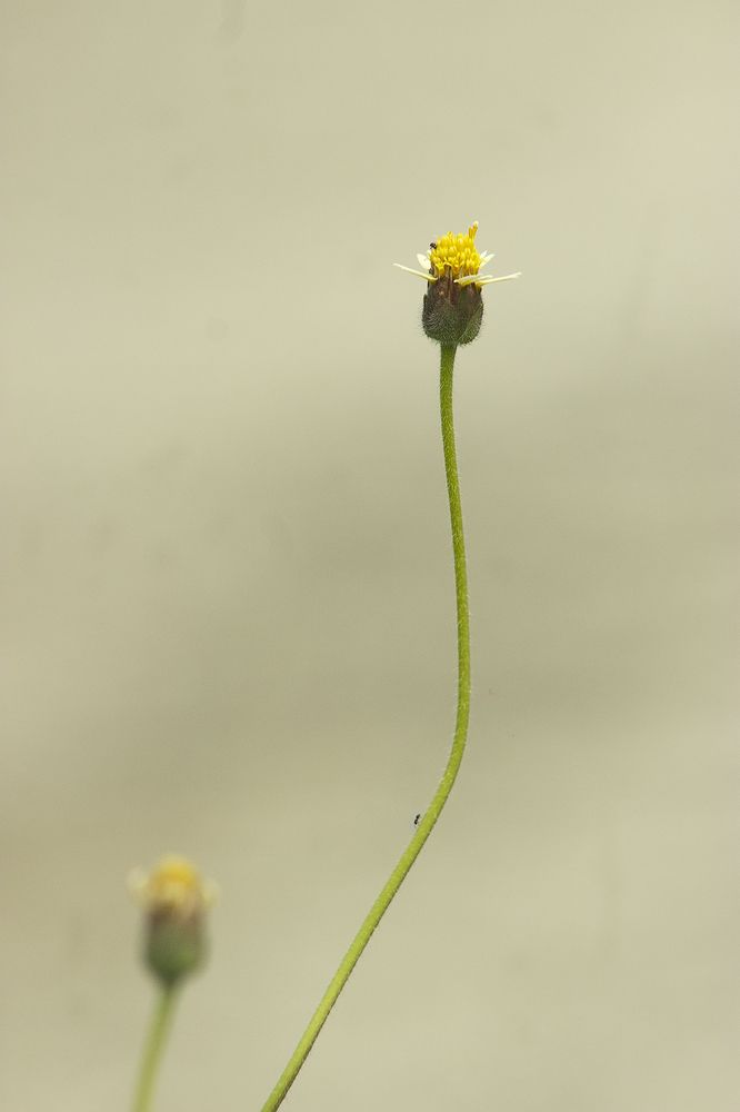 Photograph by Jorge Cristóbal Fernández-Trevejo Portuondo