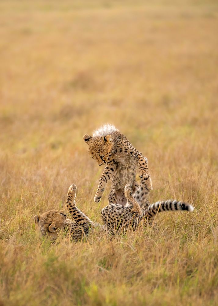 Photograph by Jayakumar MN