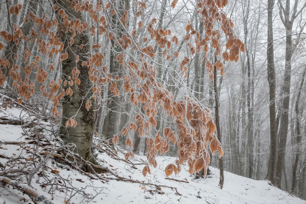 Photograph by Елена Покрепа