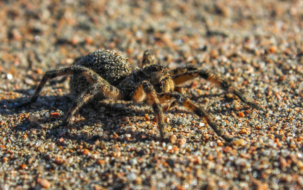 Spider on the sand