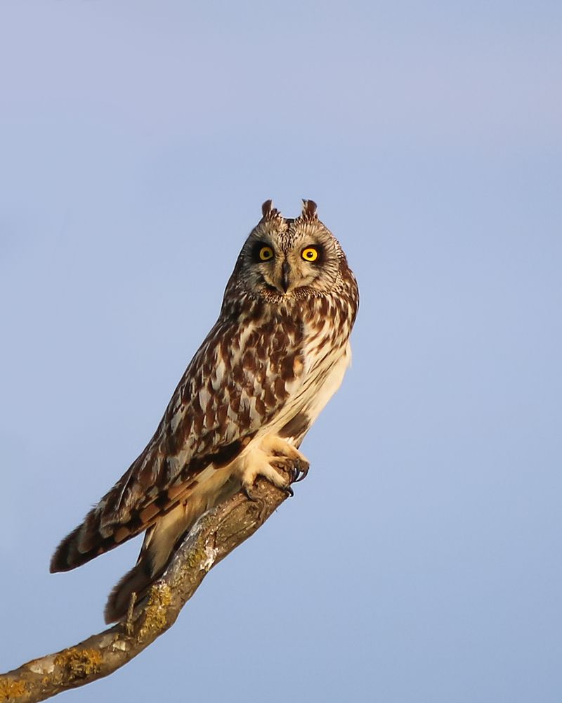 Ушастая сова