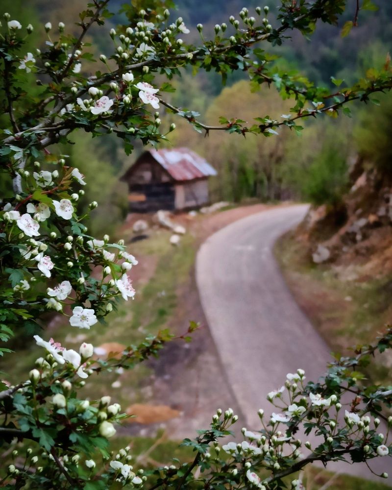 Photograph by Pourya Farajpour