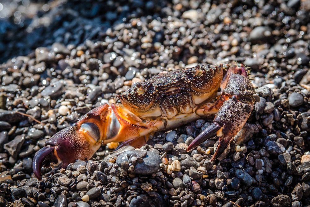 Фотография автора Олег Степушин
